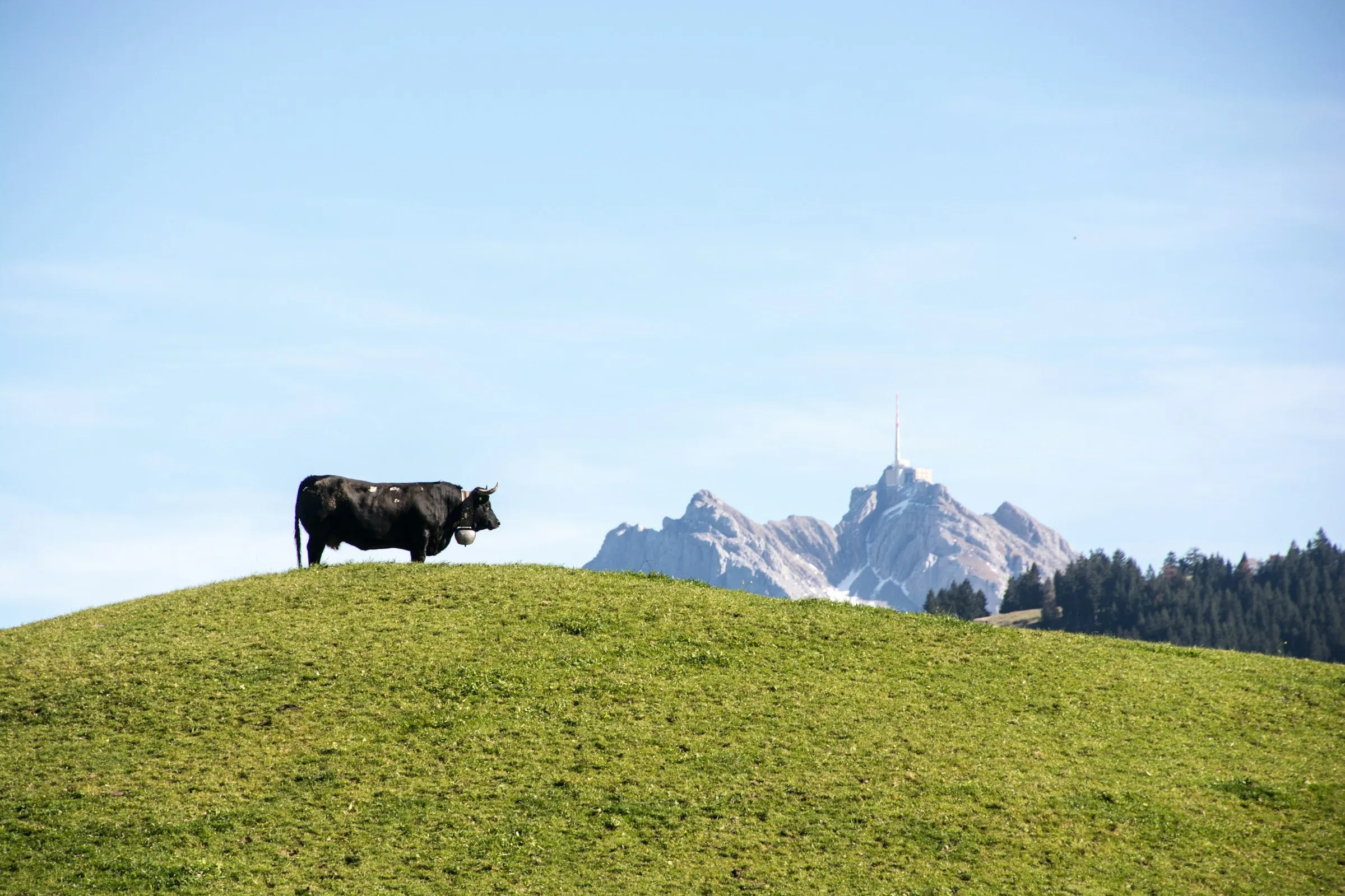 Eine Kuh auf einer Weide im Toggenburg, am Horizont der Säntis mit seiner Antenne