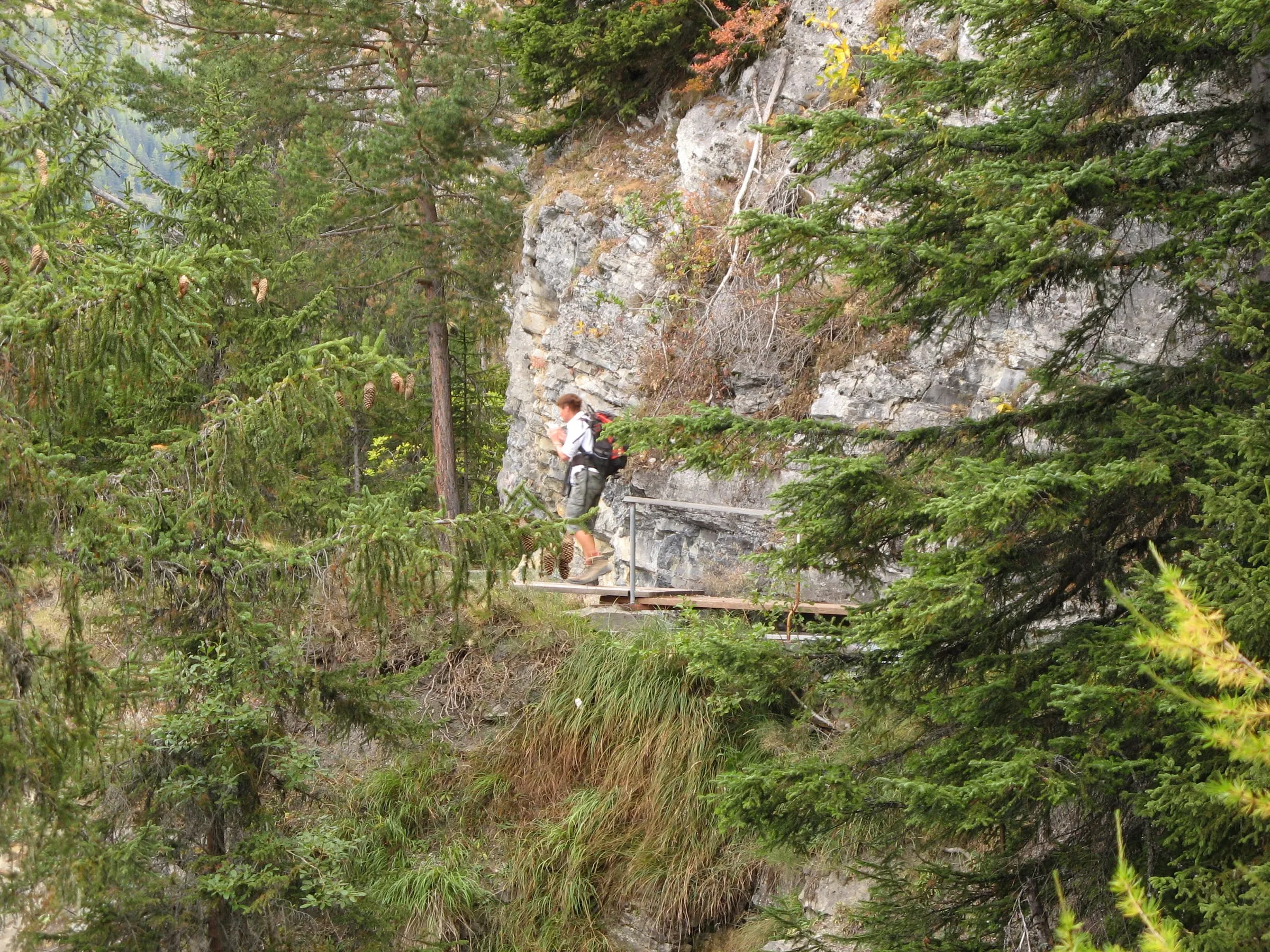Der Pfad der Bisse du Ro führt an einer Felswand entlang durch herbstlichen Lärchenwald